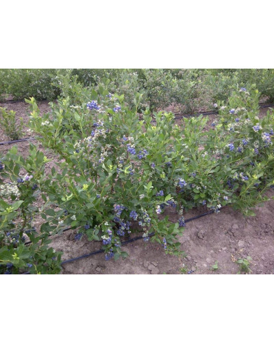 Лохина високоросла Блюкроп | Vaccinium corymbosum BluecropГолубика высокорослая Блюкроп | Vaccinium corymbosum Bluecrop