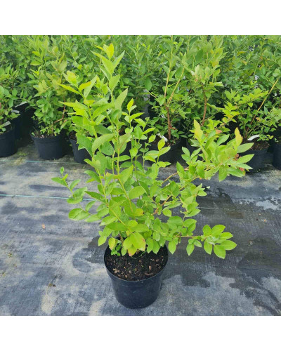 Лохина високоросла Блюкроп | Vaccinium corymbosum BluecropГолубика высокорослая Блюкроп | Vaccinium corymbosum Bluecrop