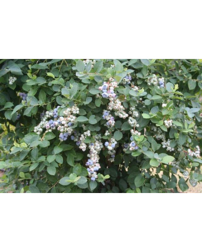 Лохина високоросла Блюкроп | Vaccinium corymbosum BluecropГолубика высокорослая Блюкроп | Vaccinium corymbosum Bluecrop