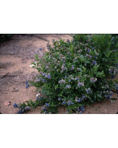 Лохина високоросла Блюкроп | Vaccinium corymbosum BluecropГолубика высокорослая Блюкроп | Vaccinium corymbosum Bluecrop