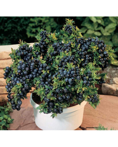 Лохина високоросла Блюкроп | Vaccinium corymbosum BluecropГолубика высокорослая Блюкроп | Vaccinium corymbosum Bluecrop