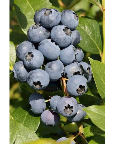 Лохина високоросла Дюк | Vaccinium corymbosum Duke | Голубика высокорослая Дюк