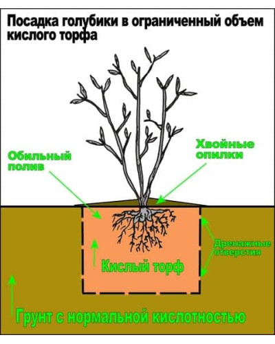 Лохина високоросла Дюк | Vaccinium corymbosum Duke | Голубика высокорослая Дюк