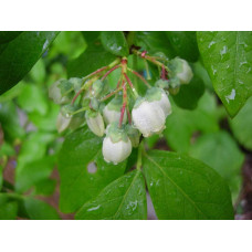 Лохина високоросла Дюк | Vaccinium corymbosum Duke | Голубика высокорослая Дюк