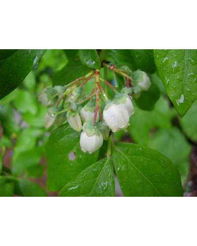 Лохина високоросла Дюк | Vaccinium corymbosum Duke | Голубика высокорослая Дюк