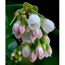 Лохина високоросла Дюк | Vaccinium corymbosum Duke | Голубика высокорослая Дюк