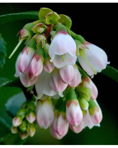 Лохина високоросла Дюк | Vaccinium corymbosum Duke | Голубика высокорослая Дюк