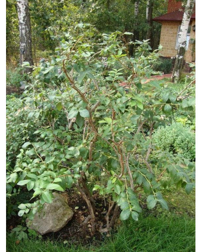 Лохина високоросла Дюк | Vaccinium corymbosum Duke | Голубика высокорослая Дюк