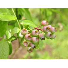 Лохина високоросла Дюк | Vaccinium corymbosum Duke | Голубика высокорослая Дюк