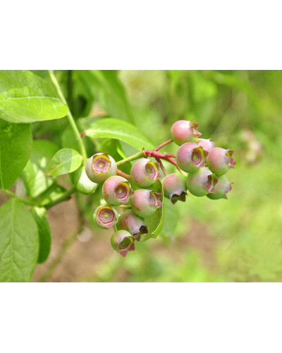 Лохина високоросла Дюк | Vaccinium corymbosum Duke | Голубика высокорослая Дюк