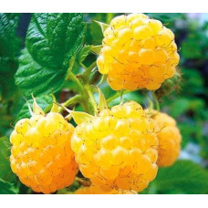 Малина ремонтантна Ранкова Роса | Rubus idaeus Utrennyaya Rosa | Малина ремонтантная Утренняя Роса