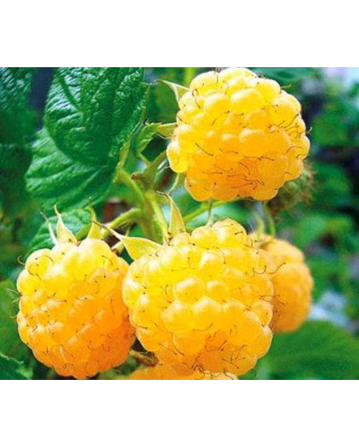 Малина ремонтантна Ранкова Роса | Rubus idaeus Utrennyaya Rosa | Малина ремонтантная Утренняя Роса