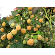 Малина ремонтантна Ранкова Роса | Rubus idaeus Utrennyaya Rosa | Малина ремонтантная Утренняя Роса