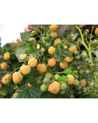 Малина ремонтантна Ранкова Роса | Rubus idaeus Utrennyaya Rosa | Малина ремонтантная Утренняя Роса