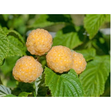 Малина ремонтантна Ранкова Роса | Rubus idaeus Utrennyaya Rosa | Малина ремонтантная Утренняя Роса