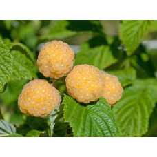 Малина ремонтантна Ранкова Роса | Rubus idaeus Utrennyaya Rosa | Малина ремонтантная Утренняя Роса