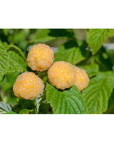 Малина ремонтантна Ранкова Роса | Rubus idaeus Utrennyaya Rosa | Малина ремонтантная Утренняя Роса