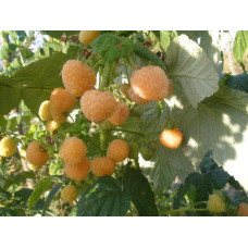 Малина ремонтантна Ранкова Роса | Rubus idaeus Utrennyaya Rosa | Малина ремонтантная Утренняя Роса