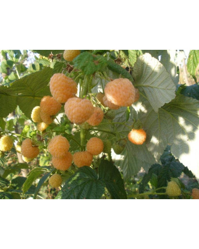 Малина ремонтантна Ранкова Роса | Rubus idaeus Utrennyaya Rosa | Малина ремонтантная Утренняя Роса