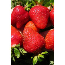 Полуниця Альба (супер рання) | Fragaria Alba | Клубника Альба (супер ранняя)