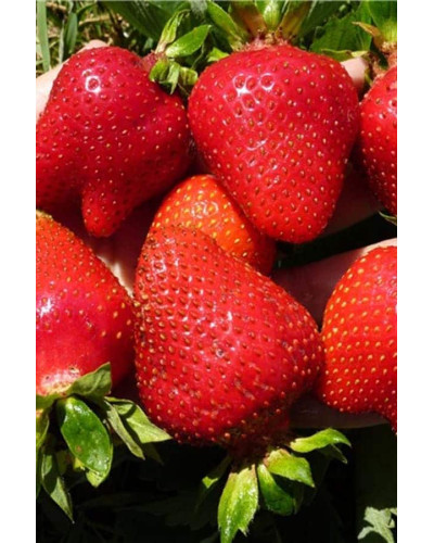 Полуниця Альба (супер рання) | Fragaria Alba | Клубника Альба (супер ранняя)