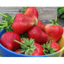 Полуниця Альба (супер рання) | Fragaria Alba | Клубника Альба (супер ранняя)