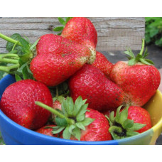 Полуниця Альба (супер рання) | Fragaria Alba | Клубника Альба (супер ранняя)