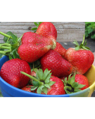 Полуниця Альба (супер рання) | Fragaria Alba | Клубника Альба (супер ранняя)