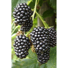 Ожина безколючкова Чачанска Бестрна | Rubus fruticosus Cacanska Bestrna | Ежевика бесшипная Чачанска Бестрна