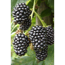 Ожина безколючкова Чачанска Бестрна | Rubus fruticosus Cacanska Bestrna | Ежевика бесшипная Чачанска Бестрна