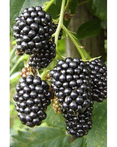 Ожина безколючкова Чачанска Бестрна | Rubus fruticosus Cacanska Bestrna | Ежевика бесшипная Чачанска Бестрна