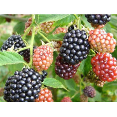 Ожина безколючкова Чачанска Бестрна | Rubus fruticosus Cacanska Bestrna | Ежевика бесшипная Чачанска Бестрна