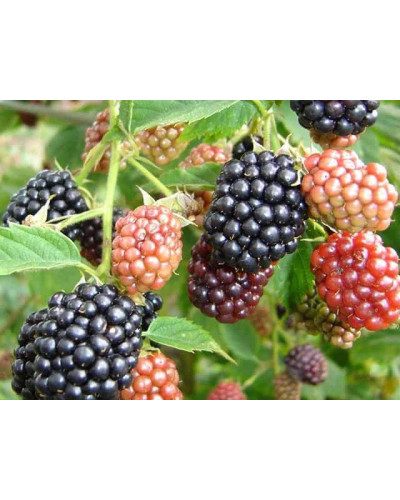 Ожина безколючкова Чачанска Бестрна | Rubus fruticosus Cacanska Bestrna | Ежевика бесшипная Чачанска Бестрна