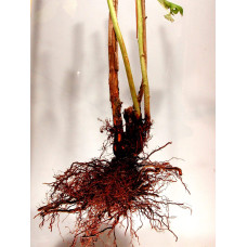 Ожина безколючкова Чачанска Бестрна | Rubus fruticosus Cacanska Bestrna | Ежевика бесшипная Чачанска Бестрна
