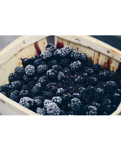 Ожина безколючкова Чачанска Бестрна | Rubus fruticosus Cacanska Bestrna | Ежевика бесшипная Чачанска Бестрна