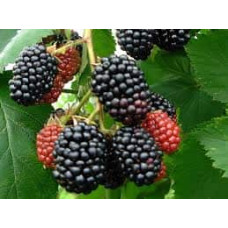 Ожина безколючкова Чачанска Бестрна | Rubus fruticosus Cacanska Bestrna | Ежевика бесшипная Чачанска Бестрна