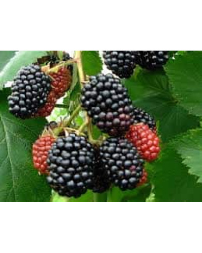 Ожина безколючкова Чачанска Бестрна | Rubus fruticosus Cacanska Bestrna | Ежевика бесшипная Чачанска Бестрна