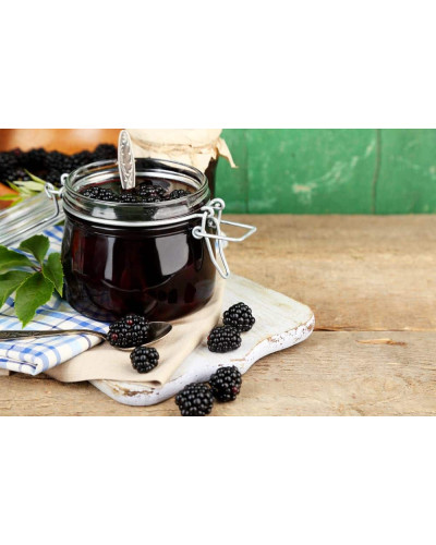 Ожина безколючкова Чачанска Бестрна | Rubus fruticosus Cacanska Bestrna | Ежевика бесшипная Чачанска Бестрна