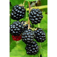 Ожина безколючкова Смутстем | Rubus fruticosus Smutstem | Ежевика бесшипная Смутстем