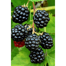 Ожина безколючкова Смутстем | Rubus fruticosus Smutstem | Ежевика бесшипная Смутстем