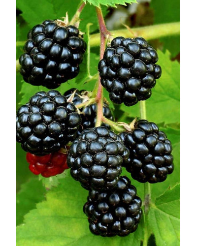 Ожина безколючкова Смутстем | Rubus fruticosus Smutstem | Ежевика бесшипная Смутстем