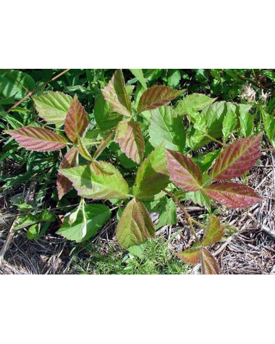 Ожина безколючкова Смутстем | Rubus fruticosus Smutstem | Ежевика бесшипная Смутстем