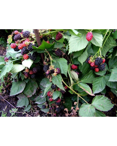Ожина безколючкова Смутстем | Rubus fruticosus Smutstem | Ежевика бесшипная Смутстем
