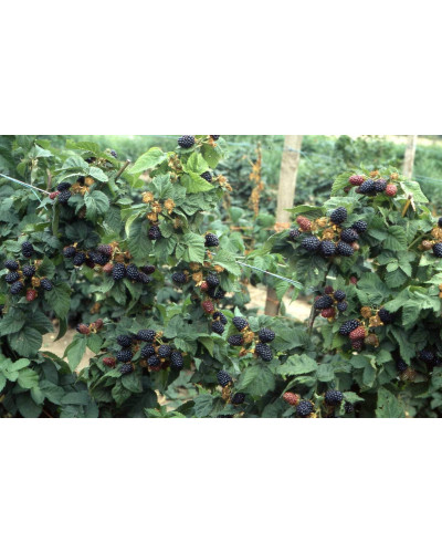 Ожина безколючкова Смутстем | Rubus fruticosus Smutstem | Ежевика бесшипная Смутстем