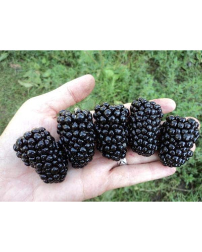 Ожина безколючкова Смутстем | Rubus fruticosus Smutstem | Ежевика бесшипная Смутстем