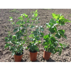 Ожина безколючкова Смутстем | Rubus fruticosus Smutstem | Ежевика бесшипная Смутстем