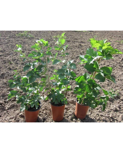 Ожина безколючкова Смутстем | Rubus fruticosus Smutstem | Ежевика бесшипная Смутстем