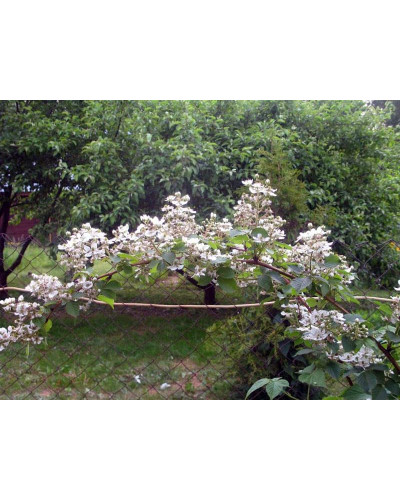 Ожина безколючкова Смутстем | Rubus fruticosus Smutstem | Ежевика бесшипная Смутстем