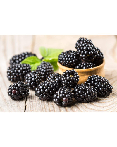 Ожина безколючкова Смутстем | Rubus fruticosus Smutstem | Ежевика бесшипная Смутстем