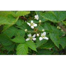 Ожина безколючкова Смутстем | Rubus fruticosus Smutstem | Ежевика бесшипная Смутстем